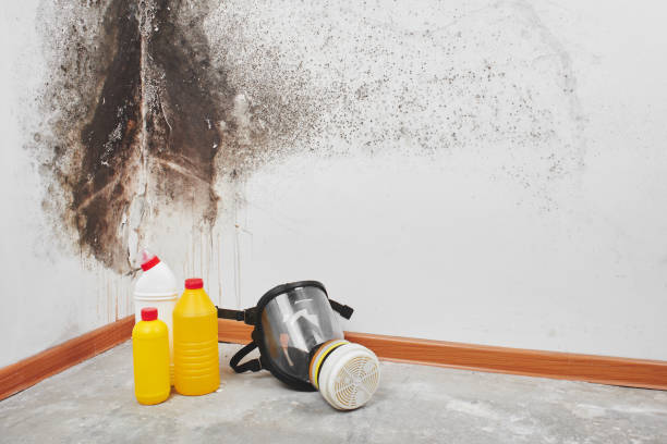 Best Fast Mold Removal  in Commerce, CA