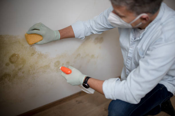 Best Mold Cleaning Services  in Commerce, CA