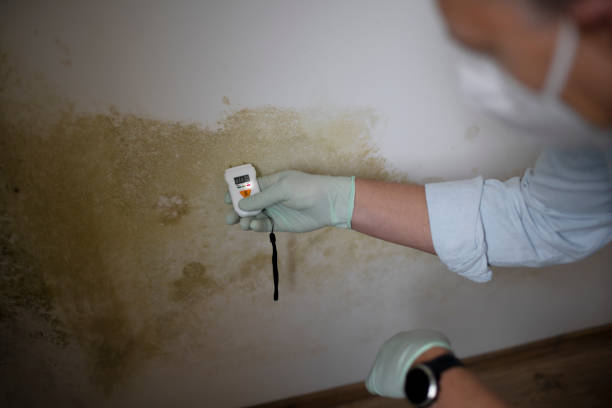Best Emergency Mold Removal  in Commerce, CA