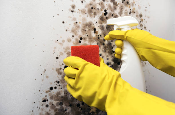 Best Professional Mold Removal  in Commerce, CA