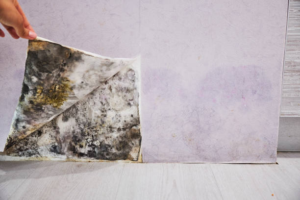 Best Mold Removal Company Near Me  in Commerce, CA